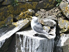 Rissa tridactyla tridactyla