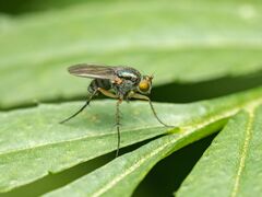 Dolichopus bifractus