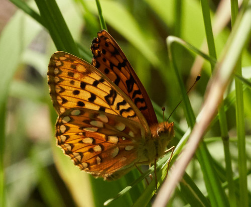 iNaturalist observation photo of Greater Fritillaries