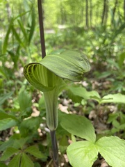 Arisaema triphyllum