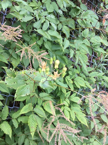 Tricyrtis latifolia, photograph 5