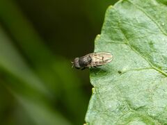 Paralimna punctipennis