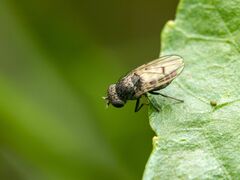 Paralimna punctipennis