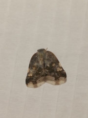 Ricania speculum