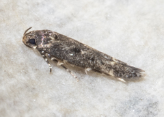 Chionodes formosella
