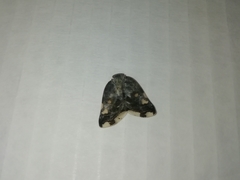 Ricania speculum