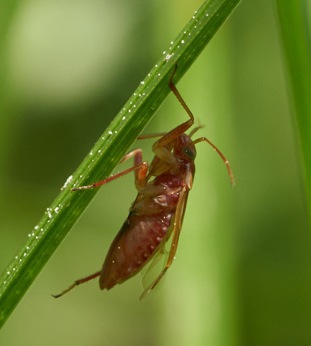iNaturalist observation photo of Plant Bugs