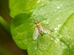 Amblypsilopus dorsalis