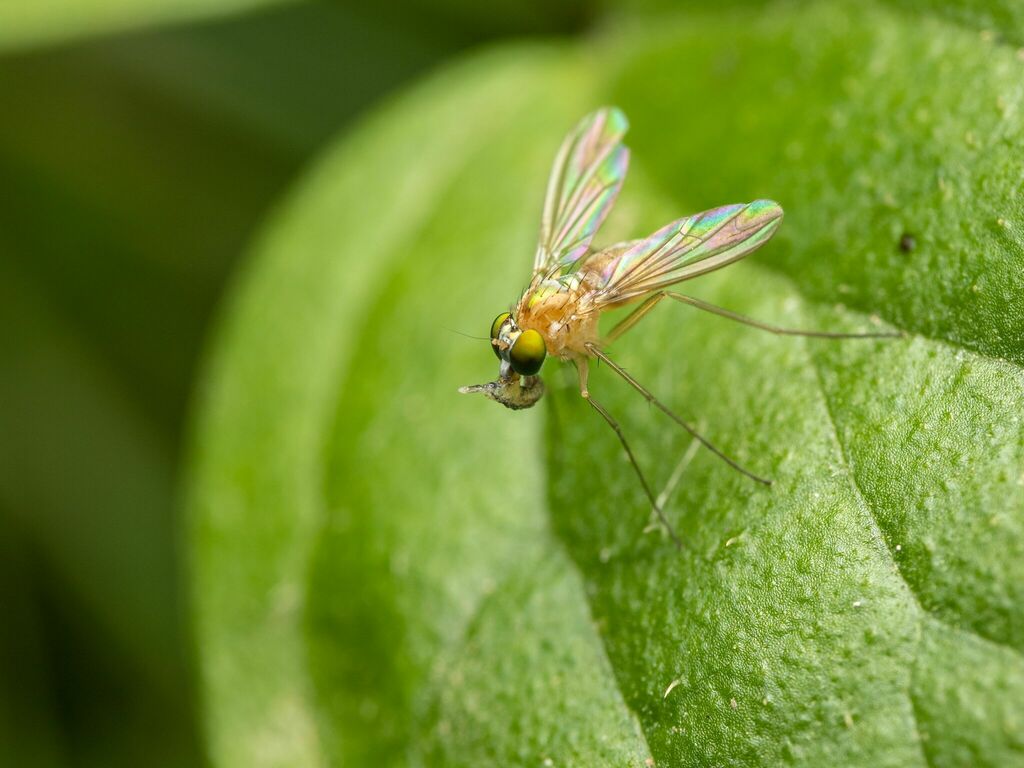 Amblypsilopus dorsalis