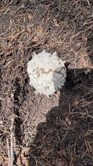 Calvatia sculpta