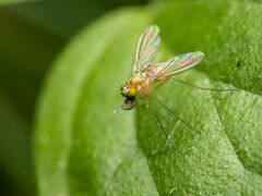 Amblypsilopus dorsalis