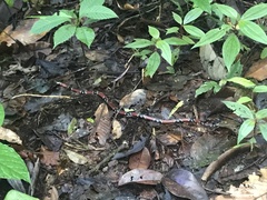 Erythrolamprus mimus