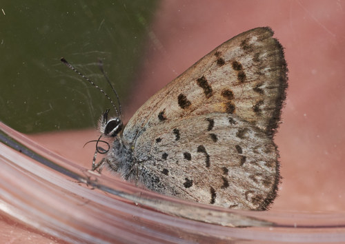 iNaturalist observation photo of Mariposa Copper