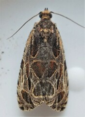 Olethreutes tilianum
