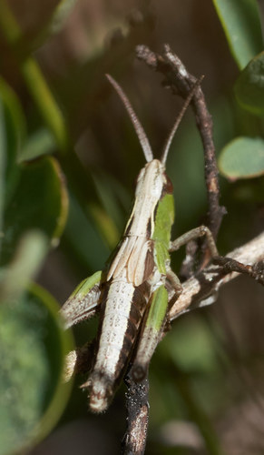 iNaturalist observation photo of Marsh meadow grasshopper