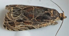Olethreutes tilianum