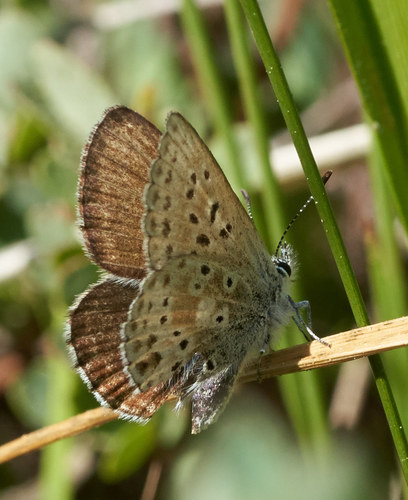 iNaturalist observation photo of Sierra Blue