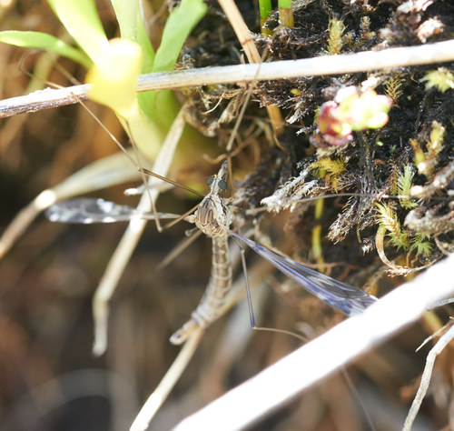 iNaturalist observation photo of Common Crane Flies