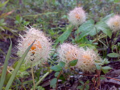 Passiflora foetida