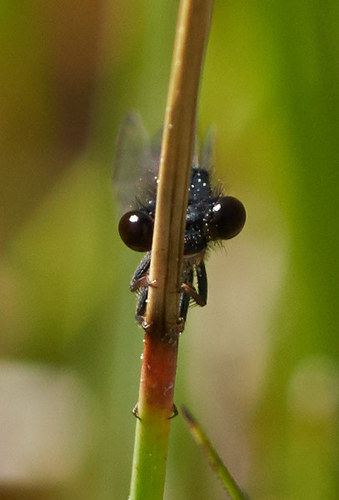iNaturalist observation photo of Western Red Damsel
