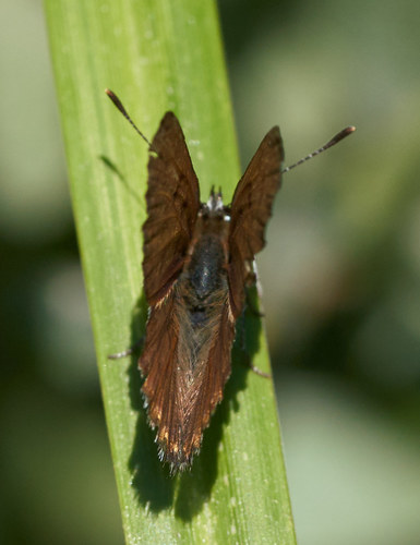 iNaturalist observation photo of Lycaena butterflies