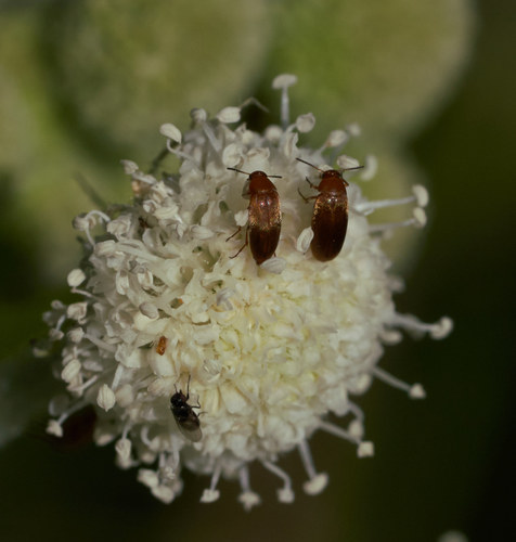 iNaturalist observation photo of False Flower Beetle