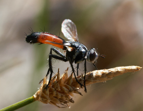 iNaturalist observation photo of Cylindromyia intermedia