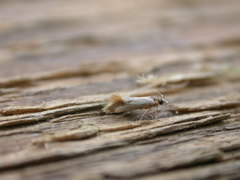 Batia lunaris