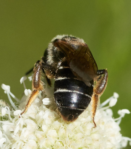 iNaturalist observation photo of Orange-legged Furrow Bee