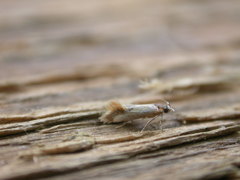 Batia lunaris