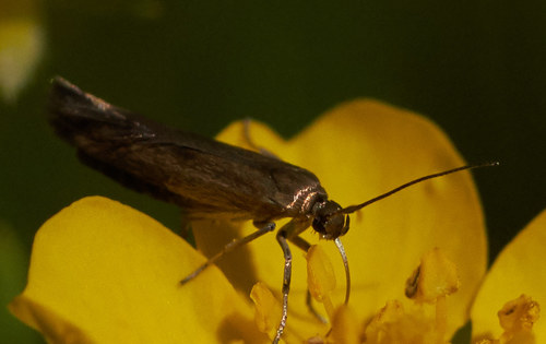 iNaturalist observation photo of Butterflies and Moths