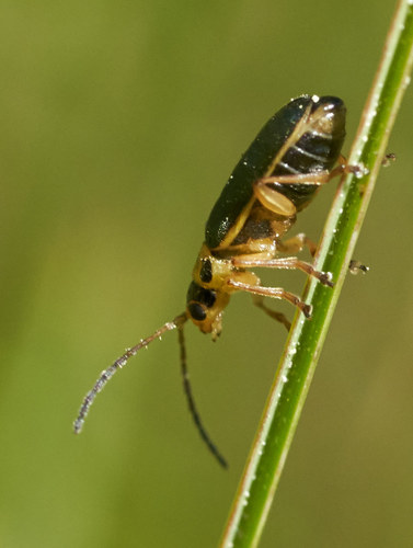 iNaturalist observation photo of Trirhabda