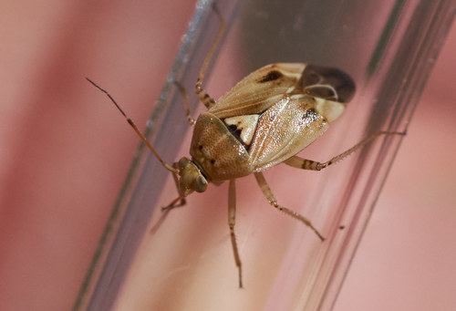 iNaturalist observation photo of Lygus Bugs