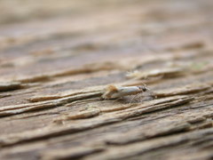 Batia lunaris
