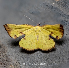 Corymica spatiosa