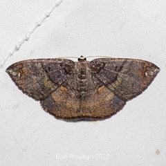 Astygisa albopunctata