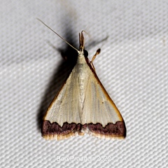 Autocharis