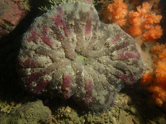 Stichodactyla tapetum