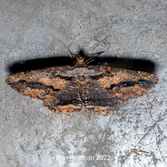 Menophra subplagiata