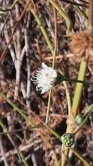 Pycnocomon rutifolium