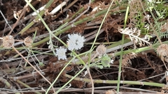 Pycnocomon rutifolium