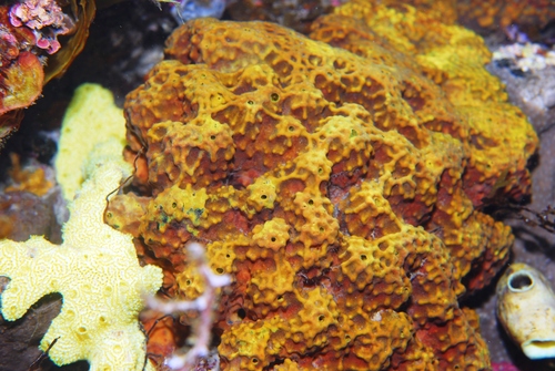 Pseudoceratina verrucosa