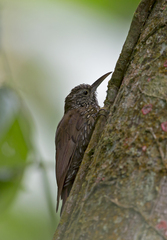 Lepidocolaptes lacrymiger