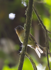 Leptopogon rufipectus