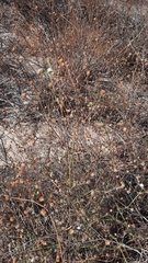 Pycnocomon rutifolium