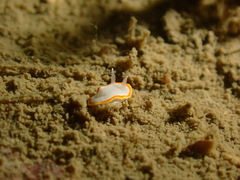 Diaphorodoris