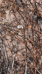 Pycnocomon rutifolium