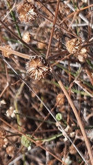 Pycnocomon rutifolium