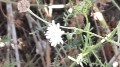 Pycnocomon rutifolium