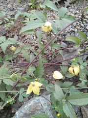Clematis serratifolia